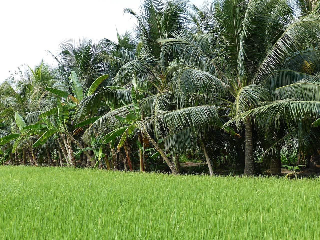 Plantation en Côte d'Ivoire, Mela & Cuty Cares